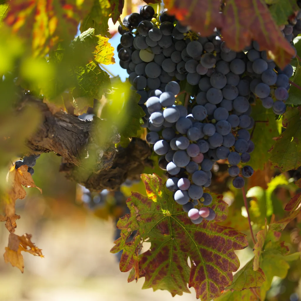 talangi-wine-farm